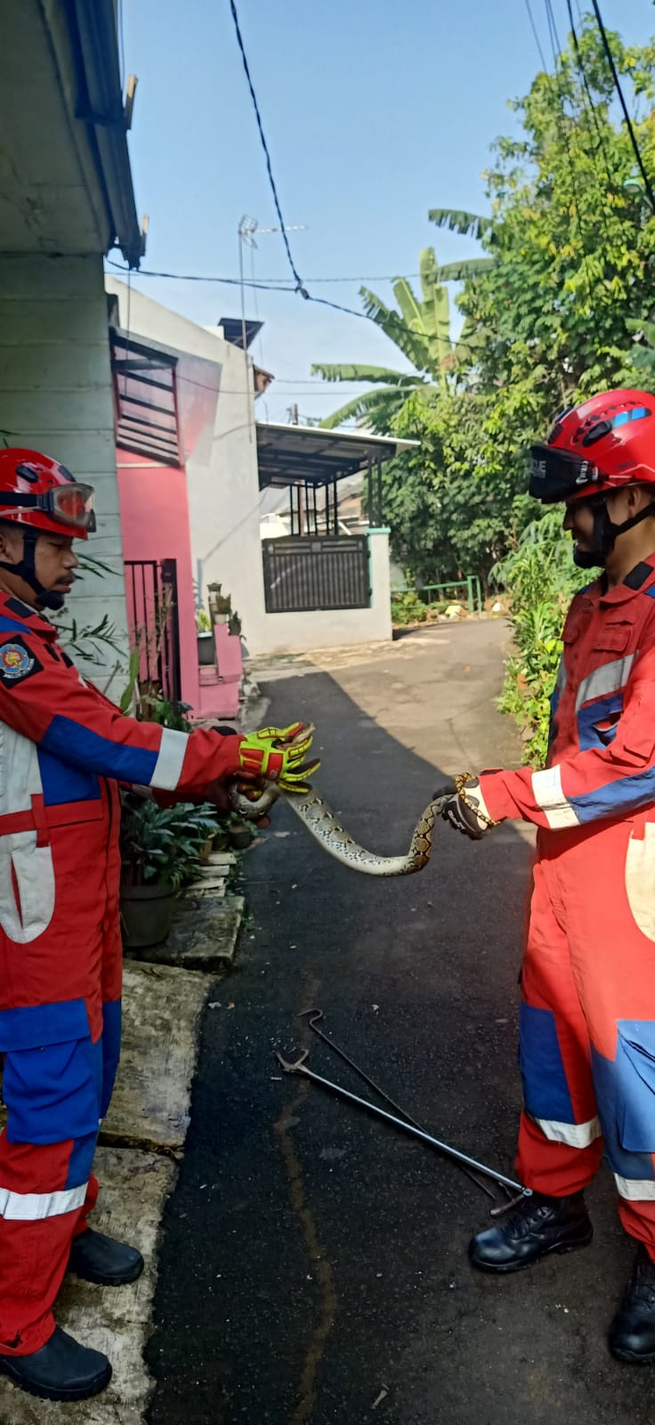 Ular Sanca Masuk Dapur Rumah Warga di Cipayung, Damkar Jakarta Timur Bergerak Cepat Lakukan Evakuasi