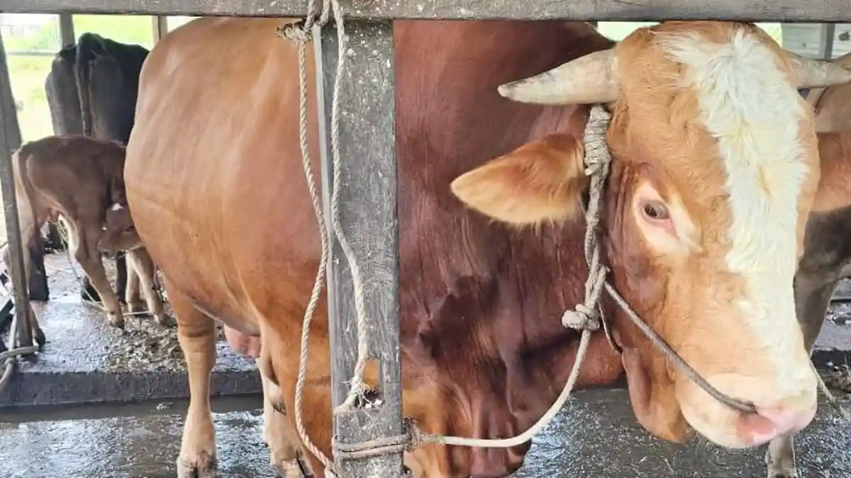 Klarifikasi Anggaran Jumbo Pengamat Ekonomi Purbaya Yudhi Sadewa Buka Suara Terkait Isu Sapi Kurban Presiden Prabowo Subianto yang Dituding Pakai APBN 100 Miliar