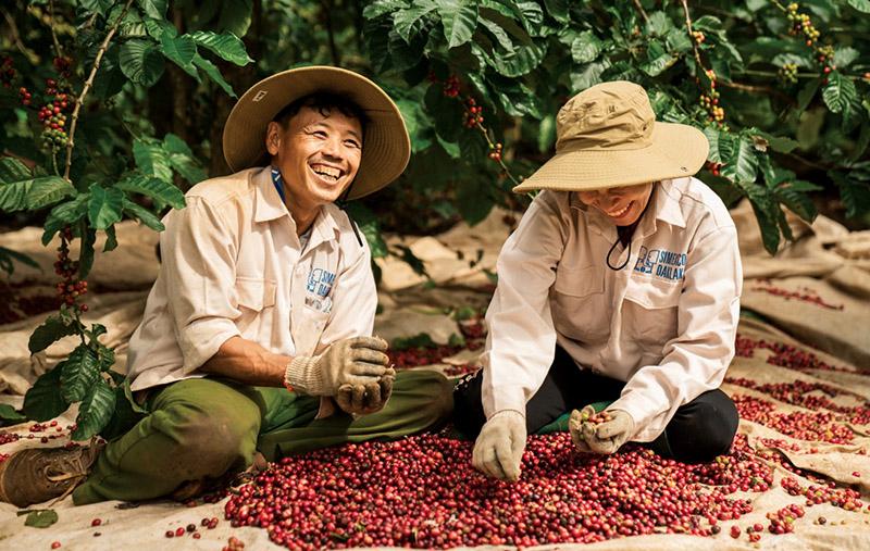Harga Kopi Dunia Menguat, Pasar Domestik Vietnam Ikut Naik hingga Dekati 90.000 VND per Kilogram