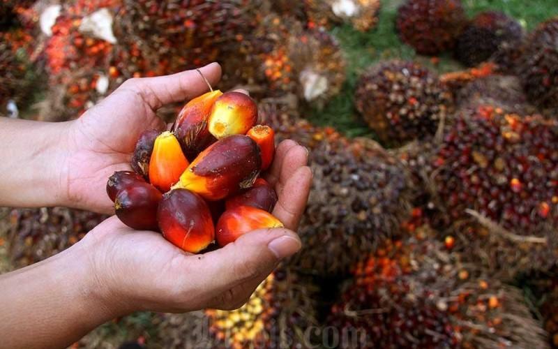 Sumbar Menguat, Harga TBS Petani Mitra Naik Menjadi Rp3.789,11/Kg Periode 15-21 Juni 2026