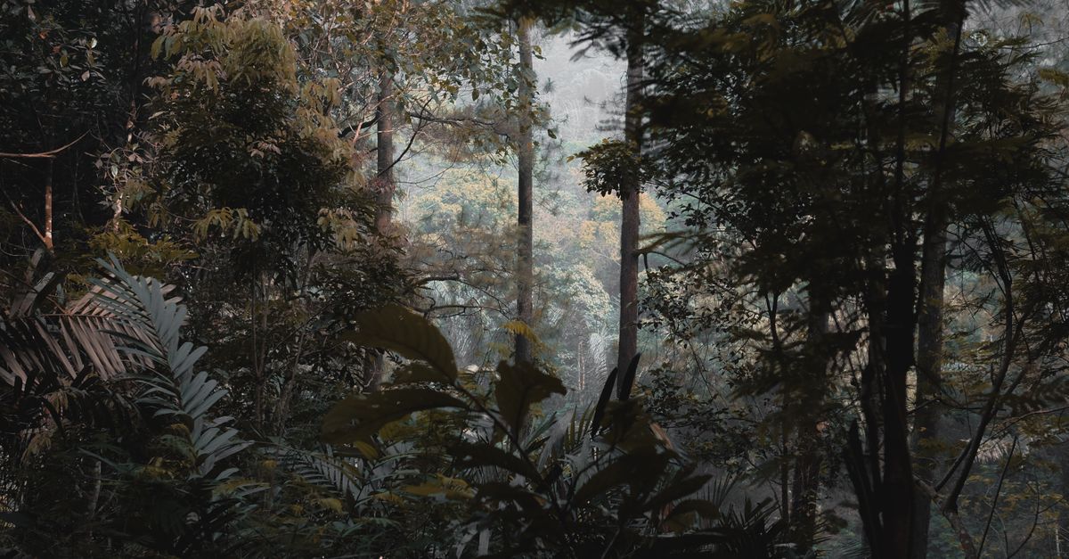 Sorotan Global Karhutla: DiCaprio dan Masa Depan Hutan Indonesia